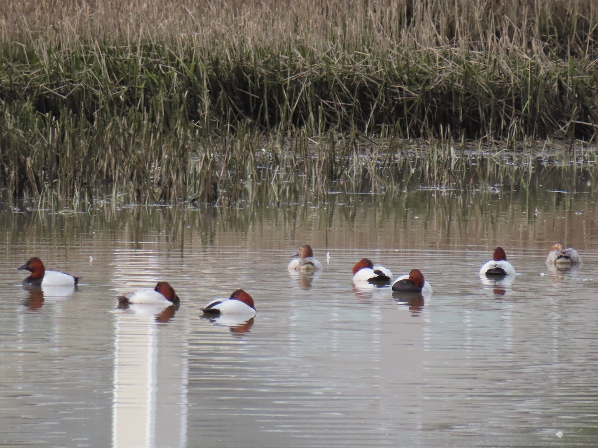 Canvasback - ML614206659