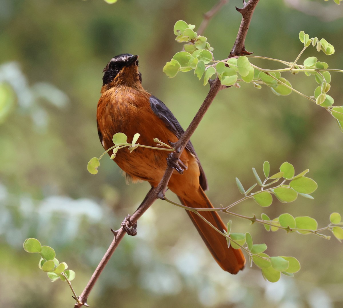 White-browed Robin-Chat - Ken McKenna