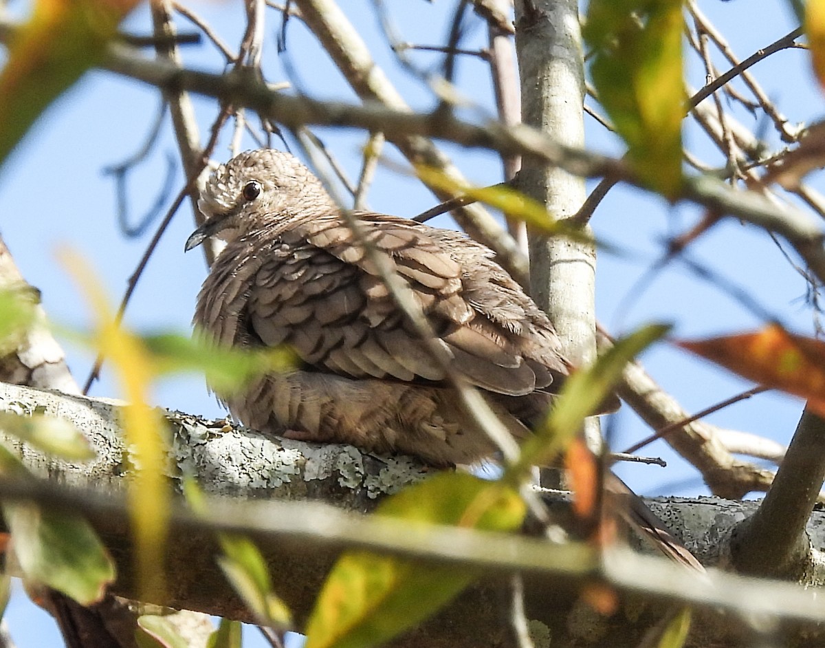 Inca Dove - ML614206668