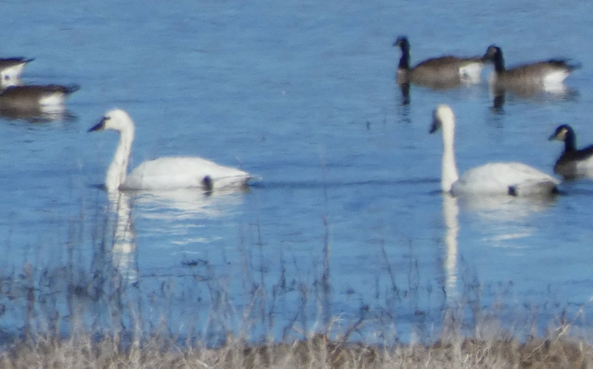 Tundra Swan - ML614206680