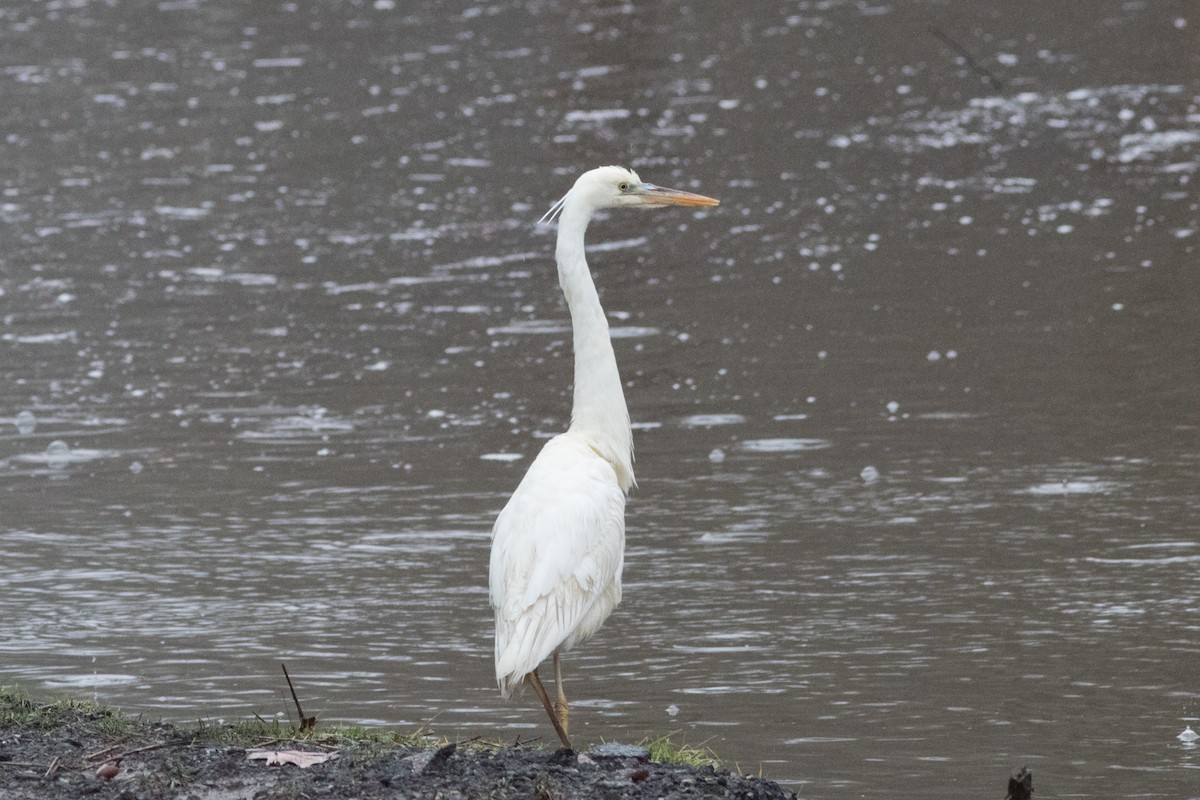 Great Blue Heron (Great White) - ML614206698