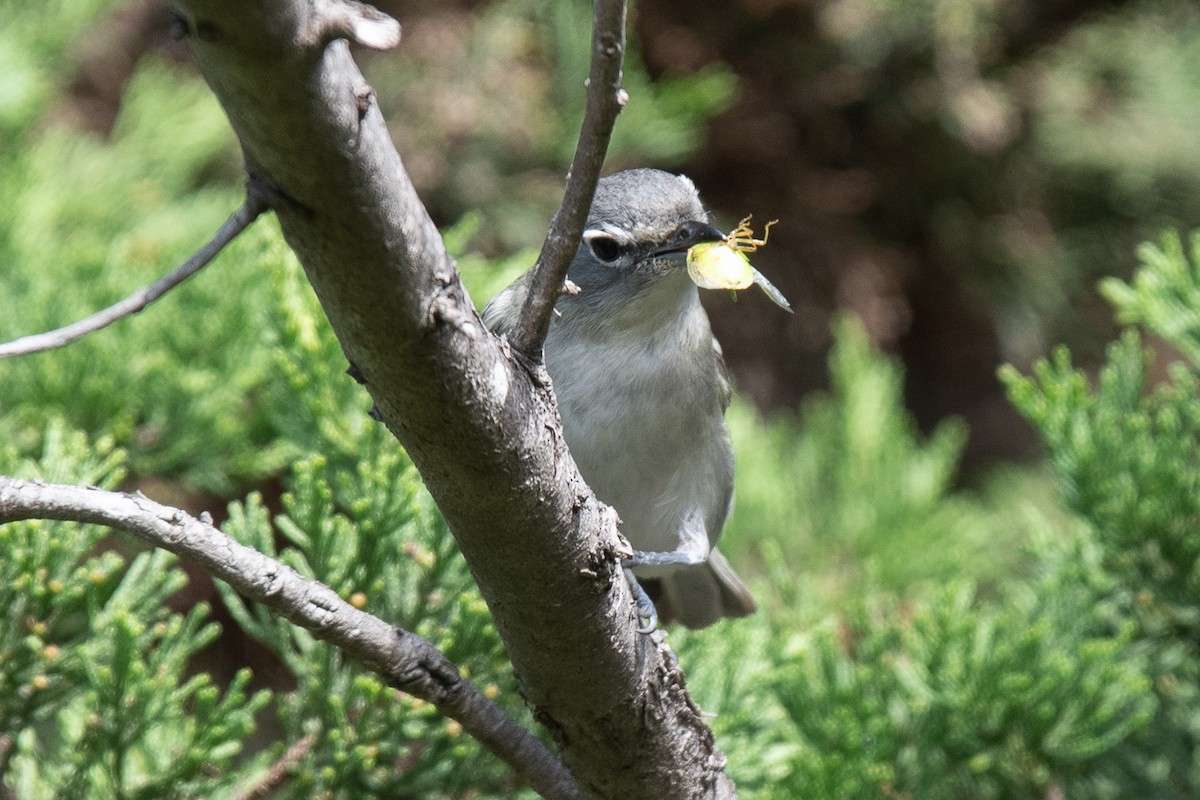 Vireo Plomizo - ML614206705