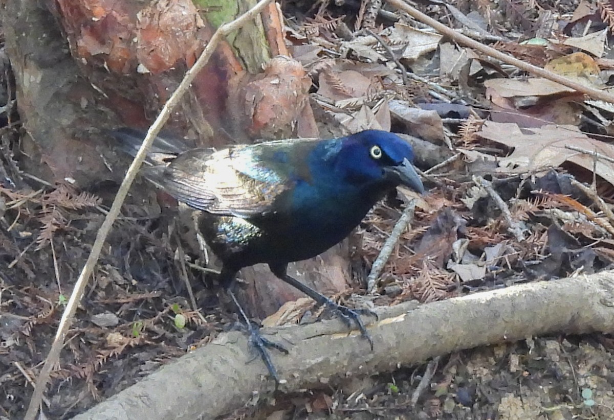 Common Grackle - ML614206729