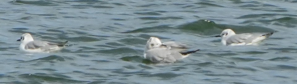 Bonaparte's Gull - Dave Bowman