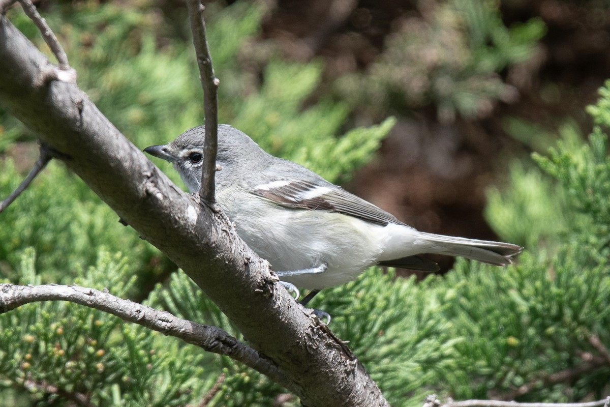 Vireo Plomizo - ML614206760