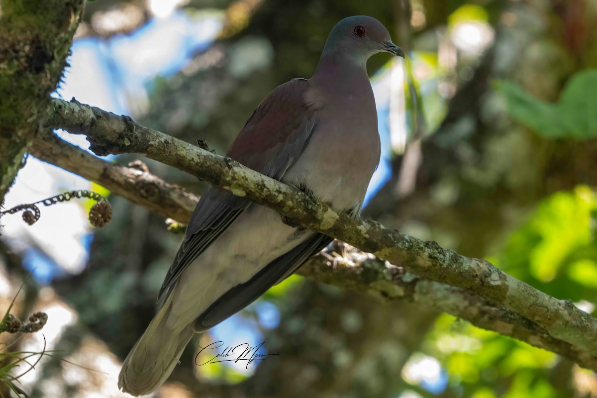 Pale-vented Pigeon - ML614206832