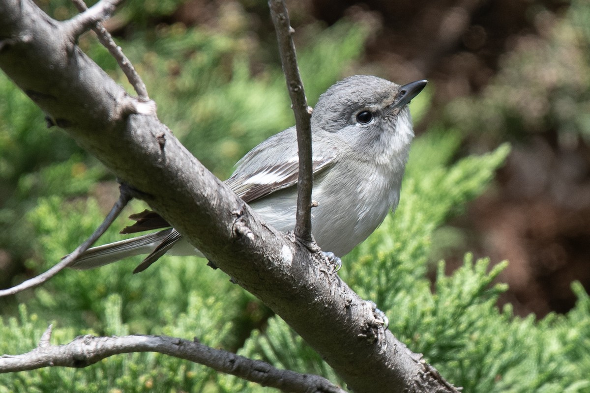 Vireo Plomizo - ML614206841