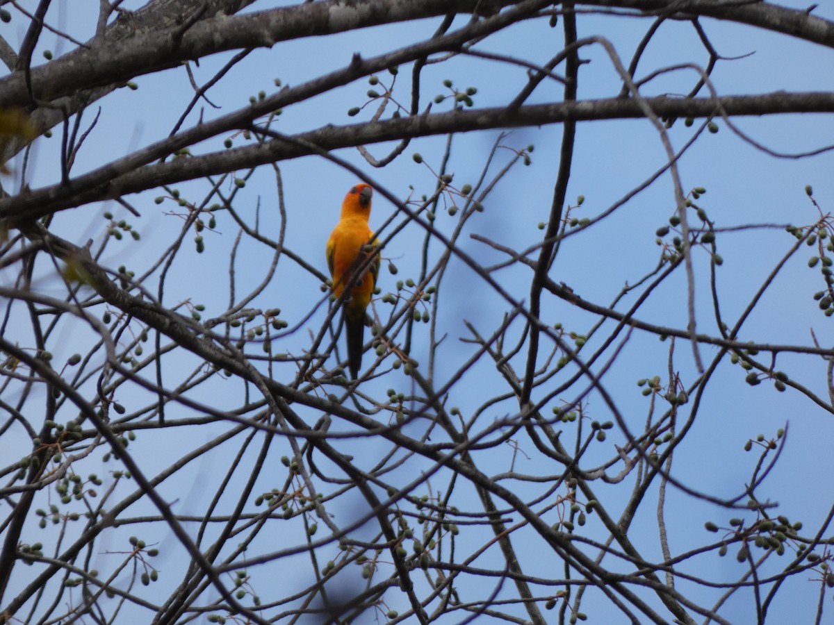 Conure soleil - ML614206878