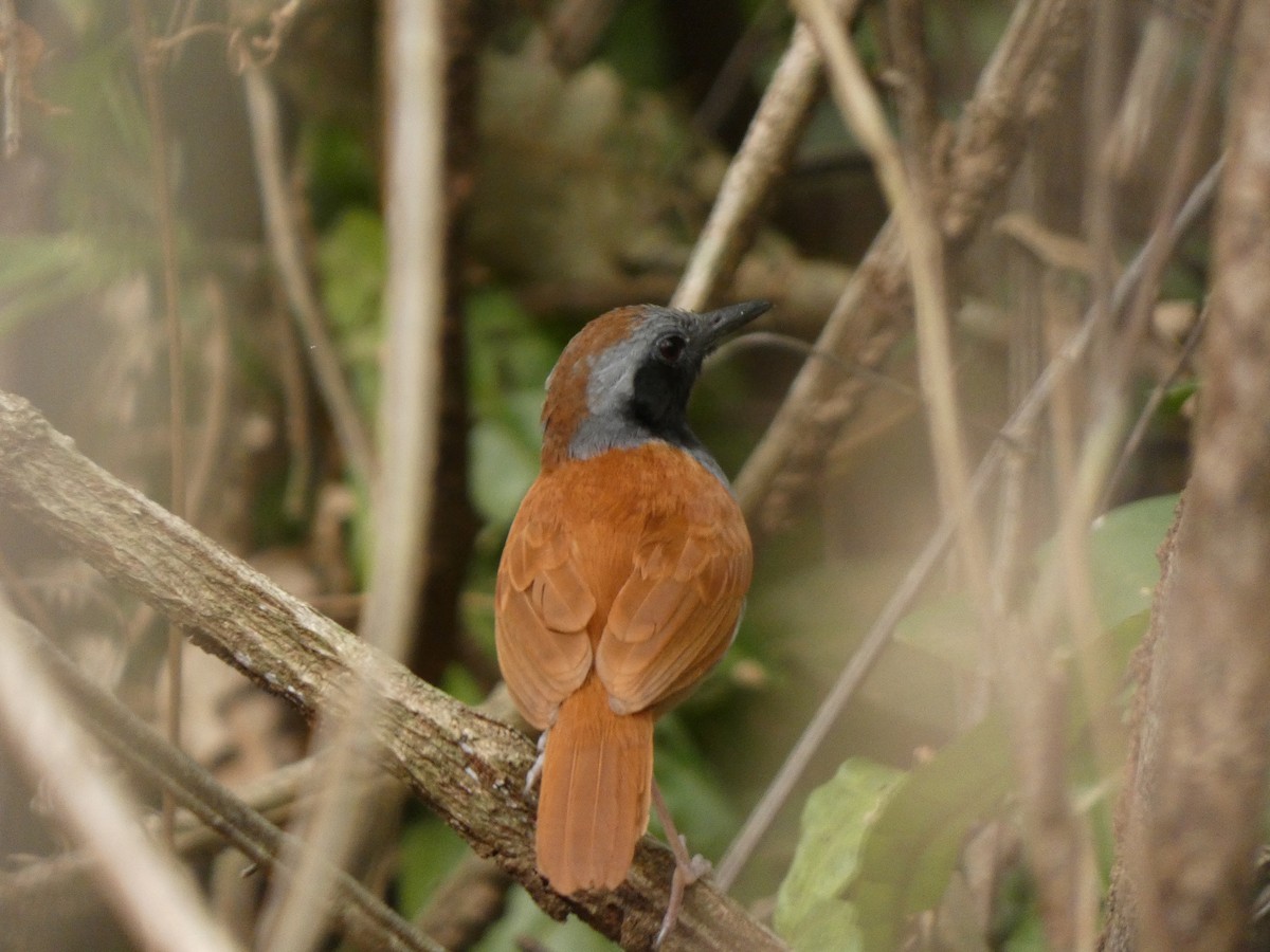 White-bellied Antbird - ML614206957