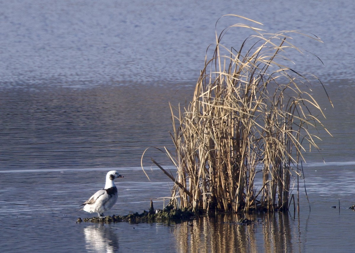 Long-tailed Duck - ML614206987