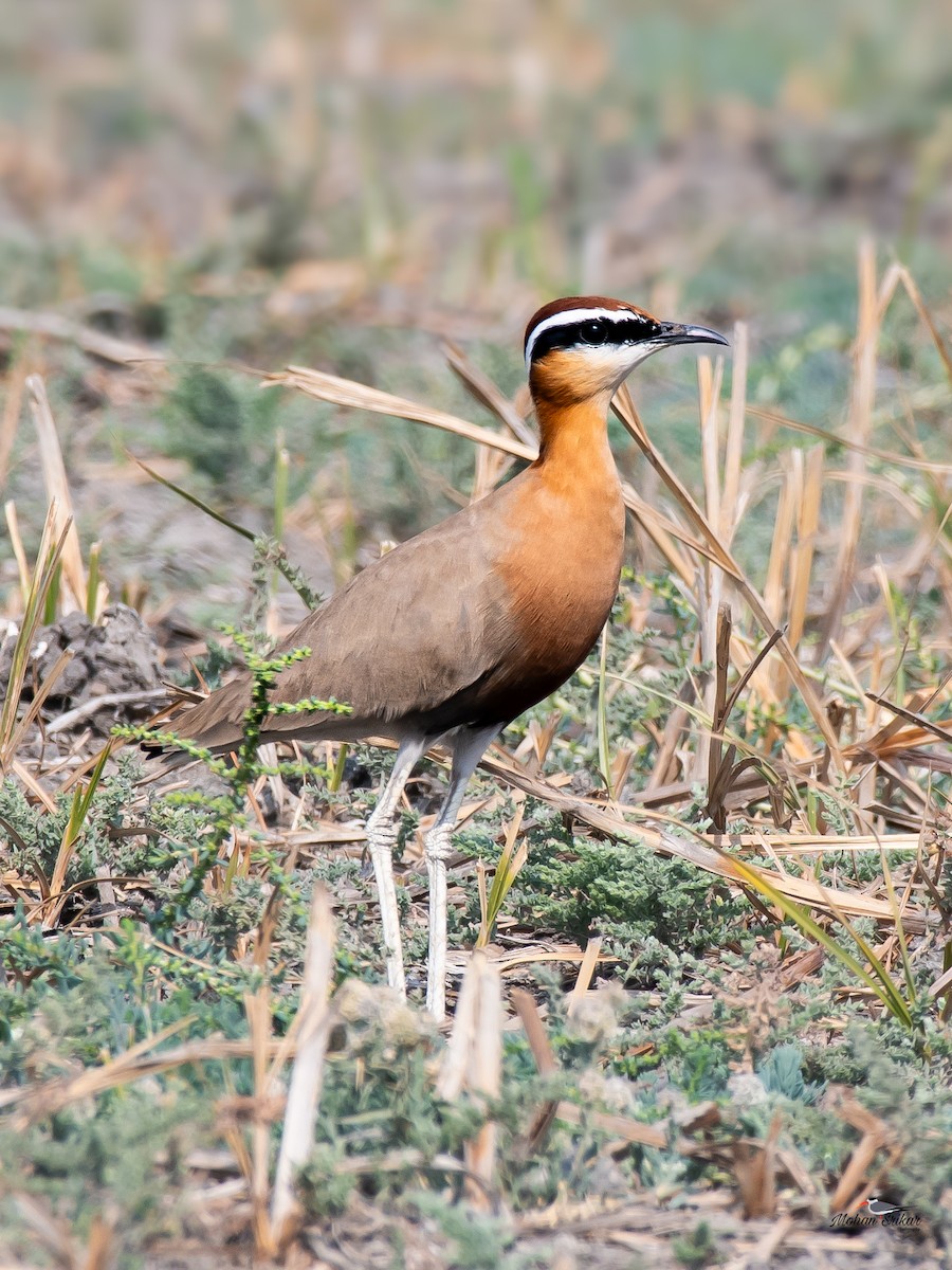 Indian Courser - ML614207027