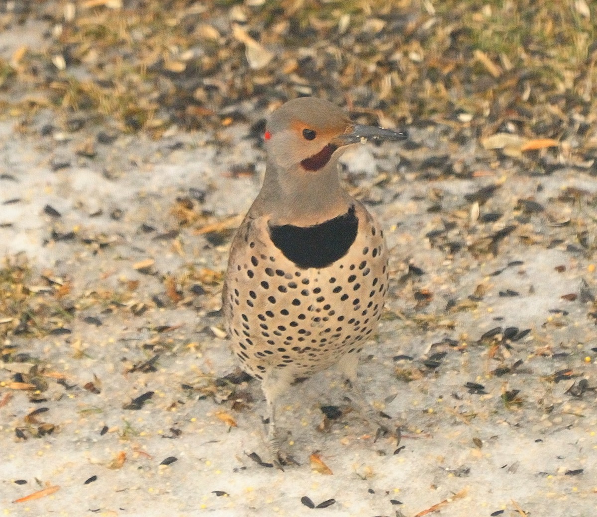 Northern Flicker (Yellow-shafted x Red-shafted) - ML614207030