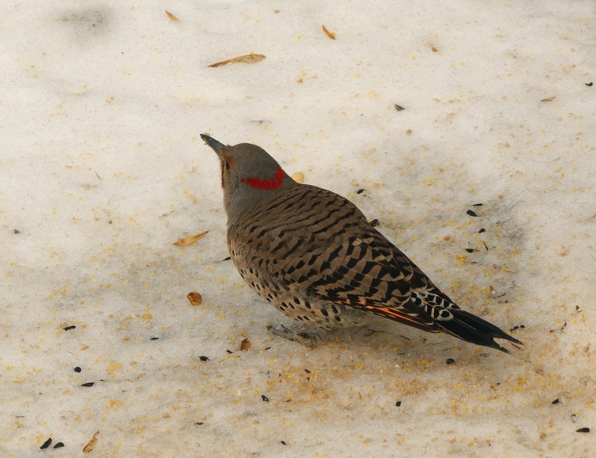 Northern Flicker (Yellow-shafted x Red-shafted) - ML614207031