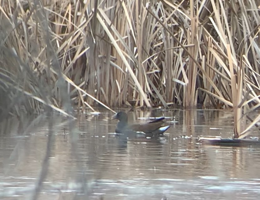 Common Gallinule - Austin Young