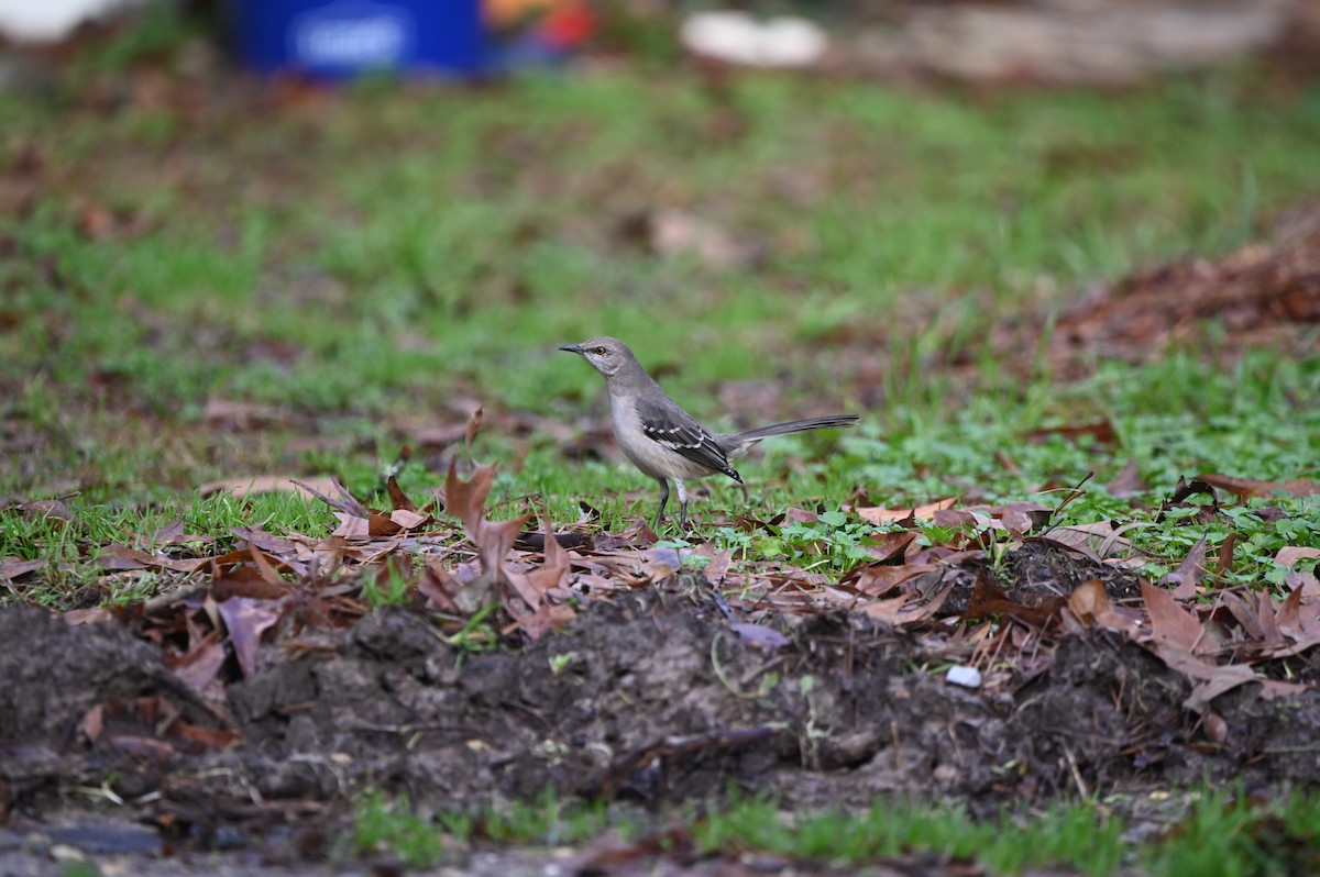 Northern Mockingbird - ML614207047