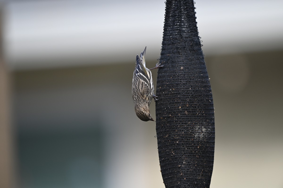 Pine Siskin - ML614207053