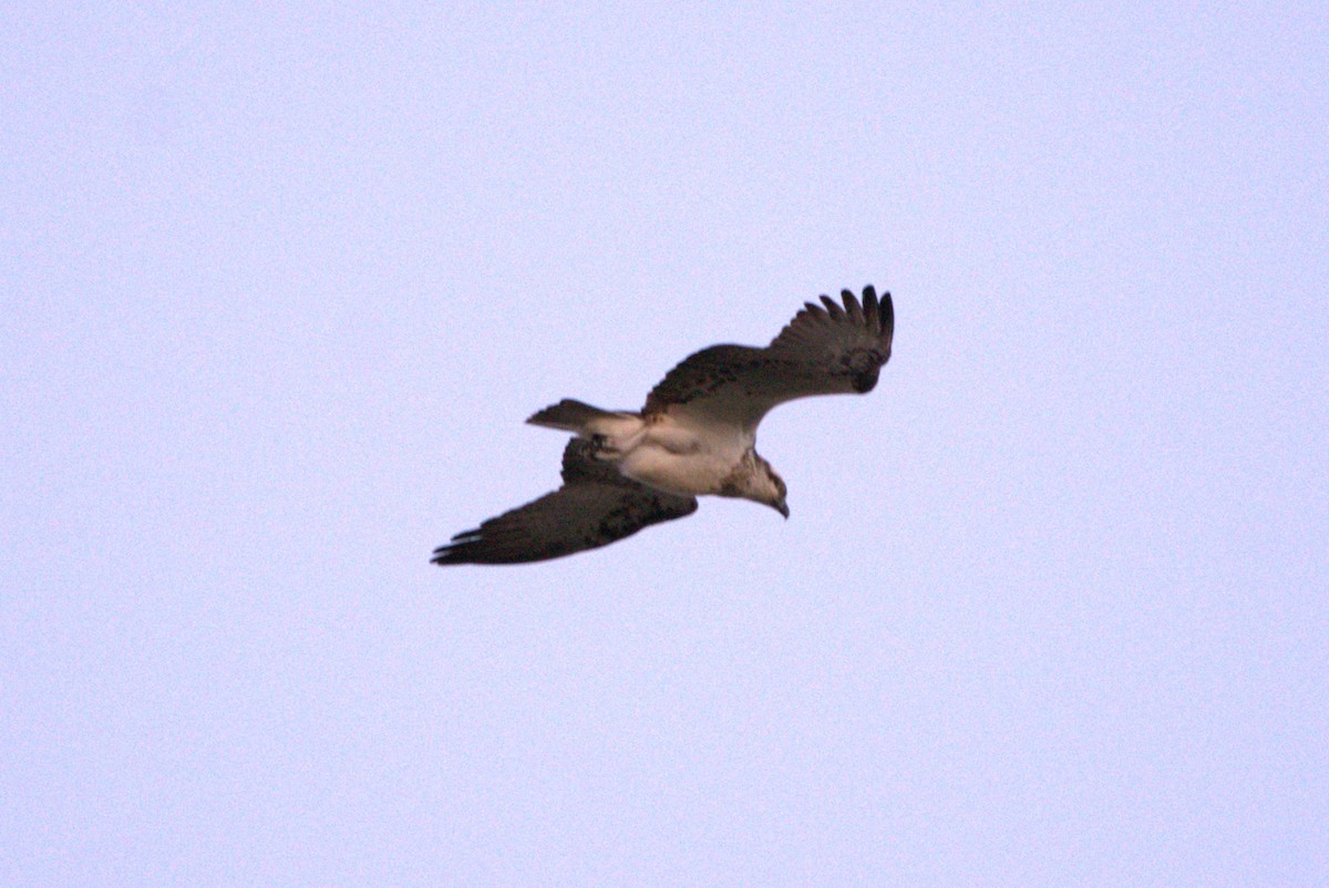 Balbuzard pêcheur - ML614207101