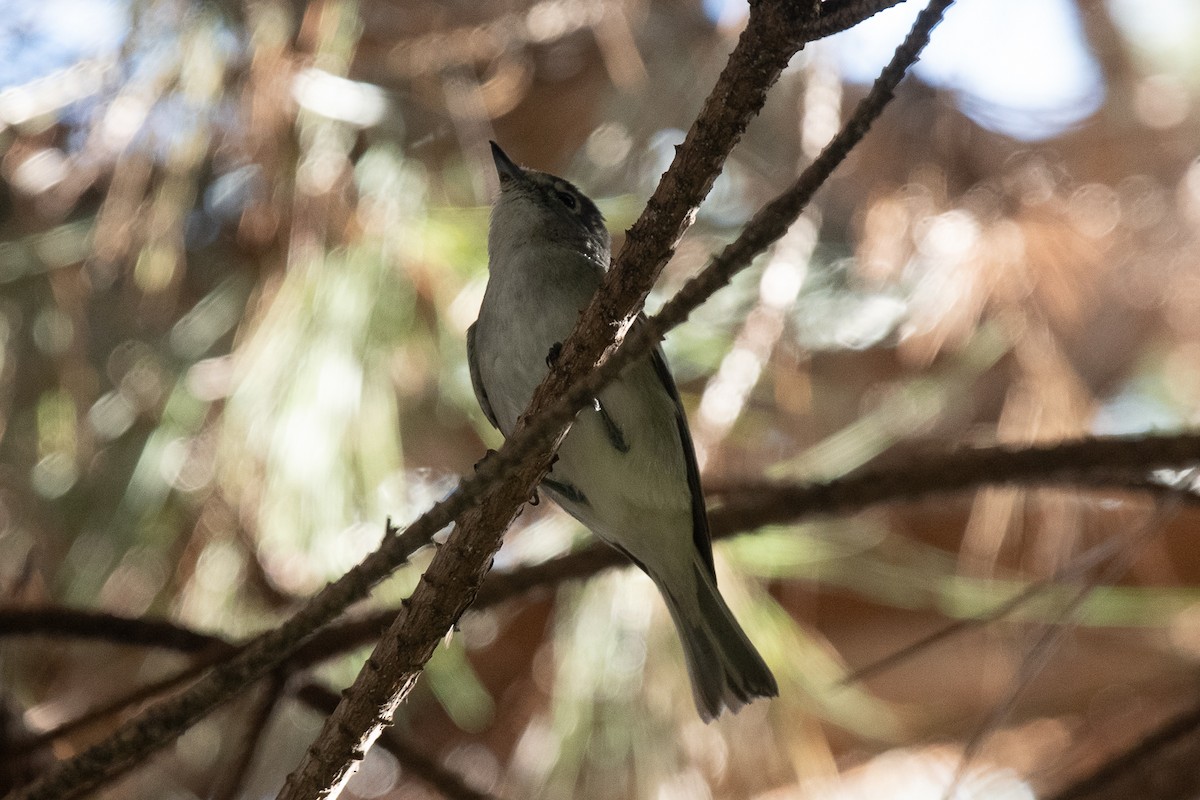 Vireo Plomizo - ML614207103