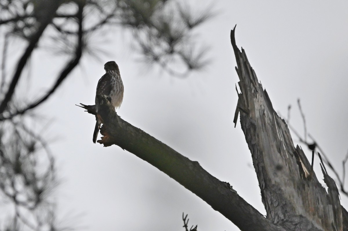 Cooper's Hawk - ML614207113