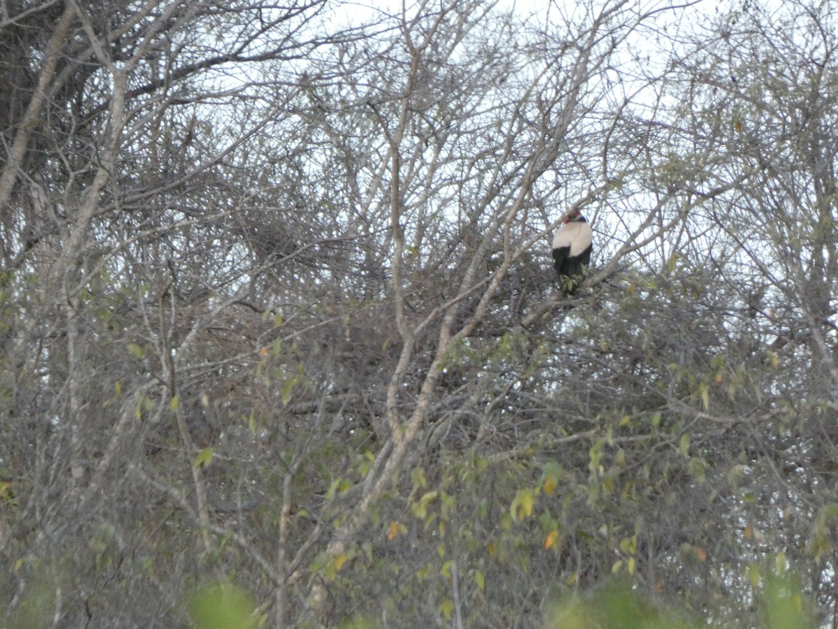 King Vulture - ML614207115