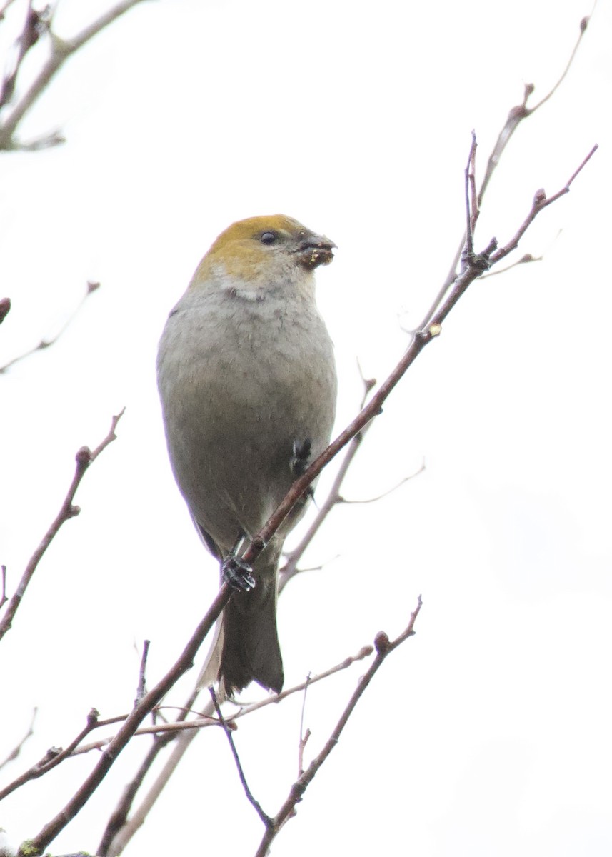 Pine Grosbeak - ML614207121