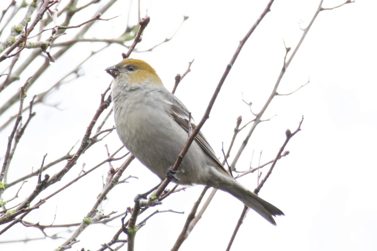 Pine Grosbeak - ML614207122