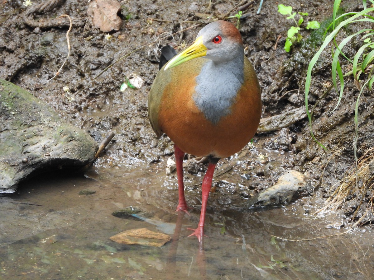 Russet-naped Wood-Rail - Alberto Lozano