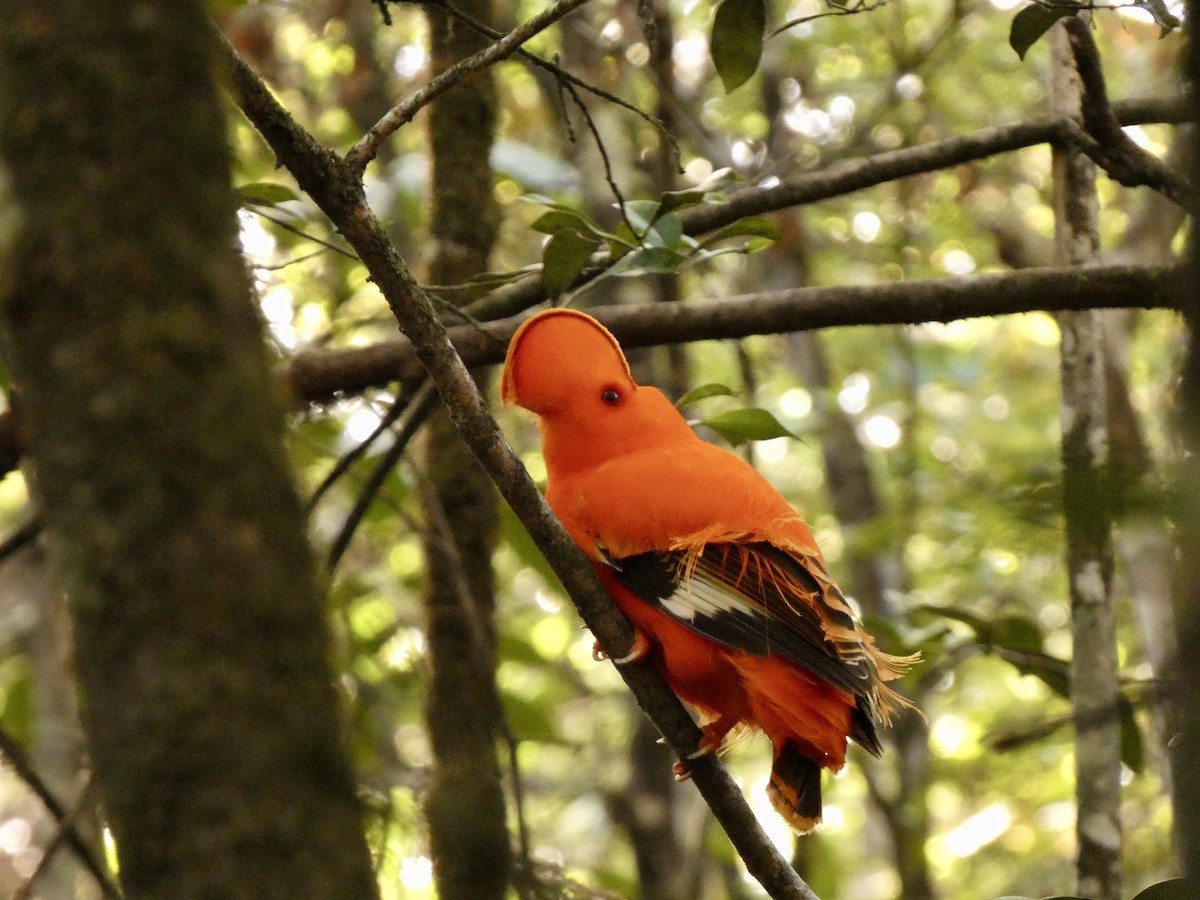 Guianan Cock-of-the-rock - ML614207133