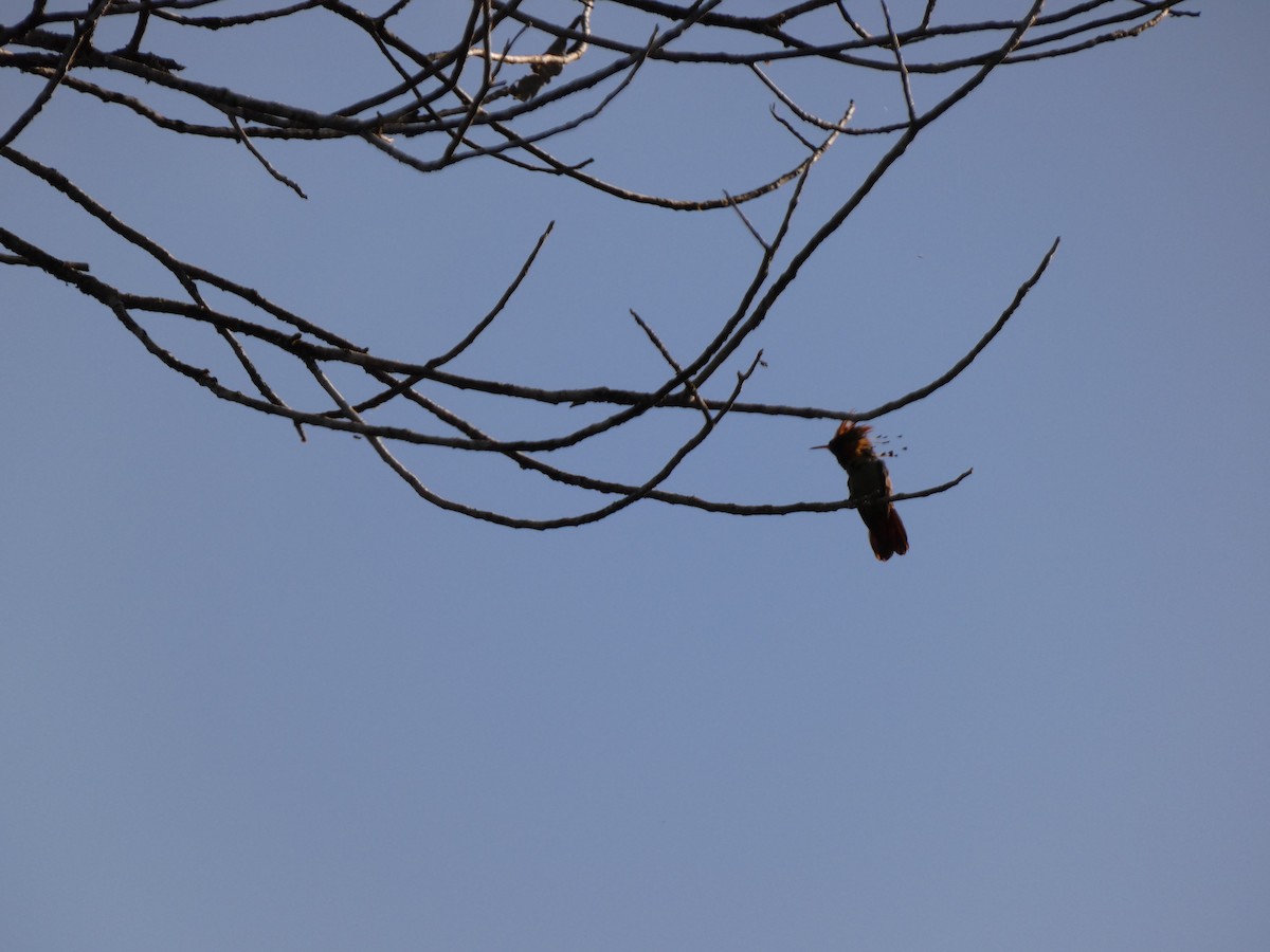 Tufted Coquette - ML614207135