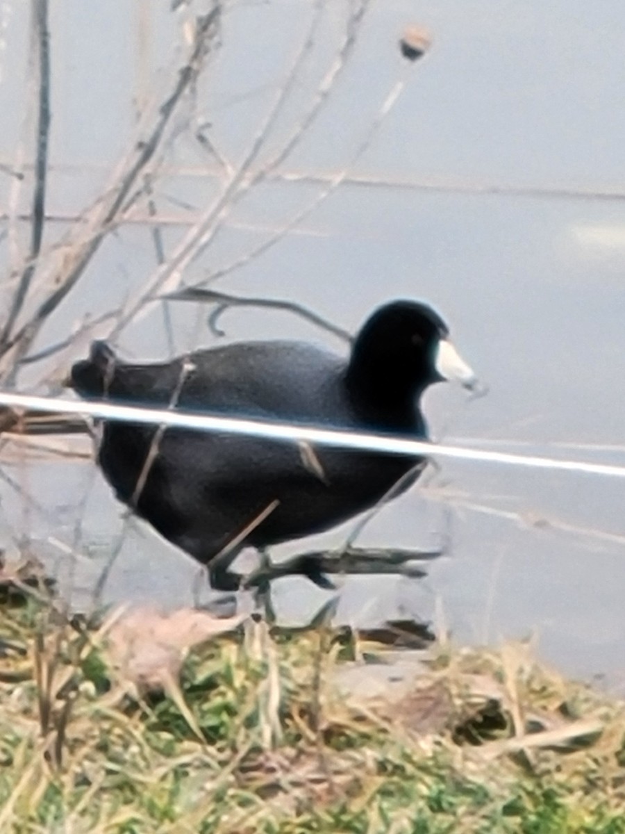 American Coot - ML614207190