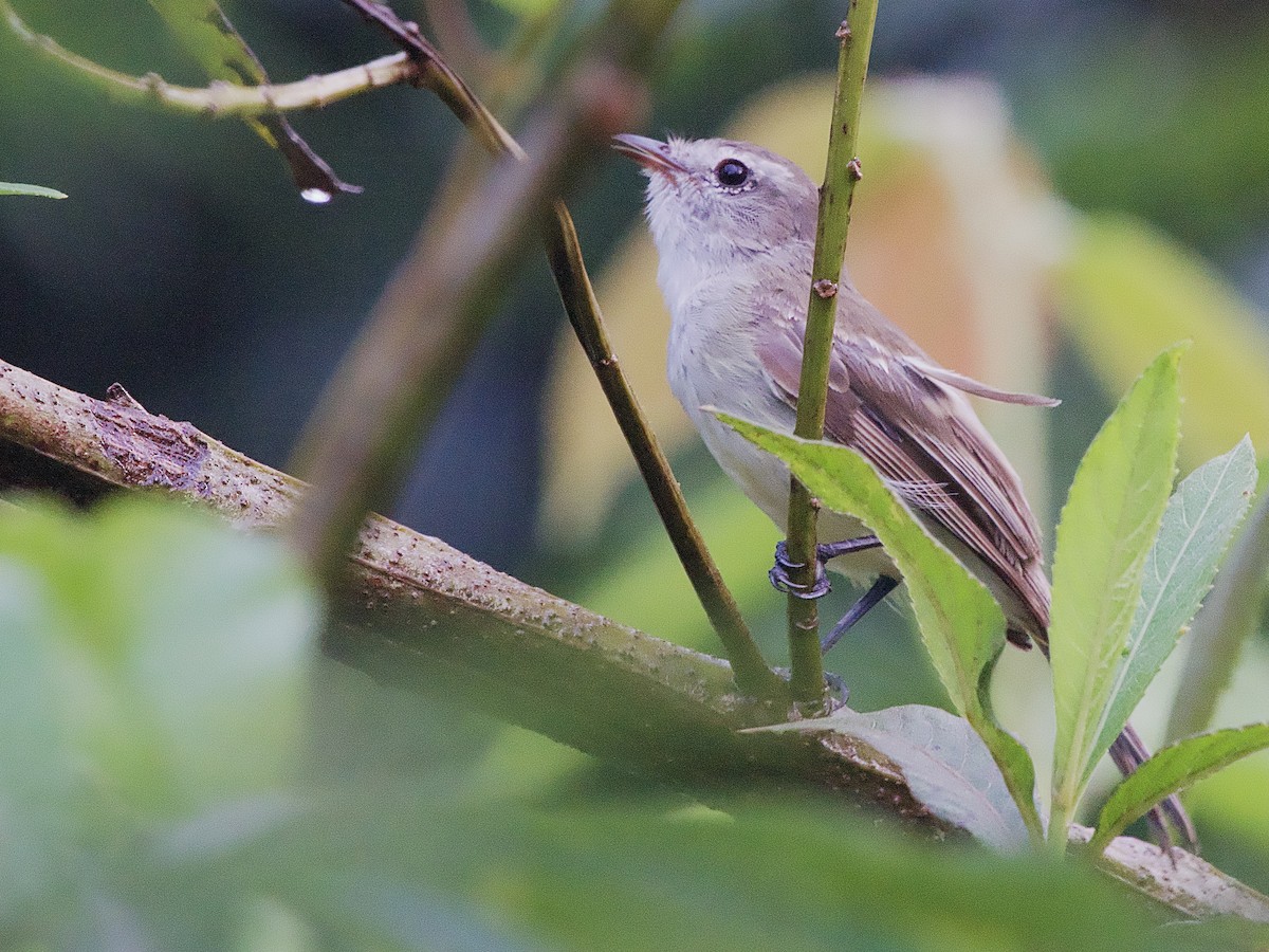 Southern Mouse-colored Tyrannulet - ML614207206