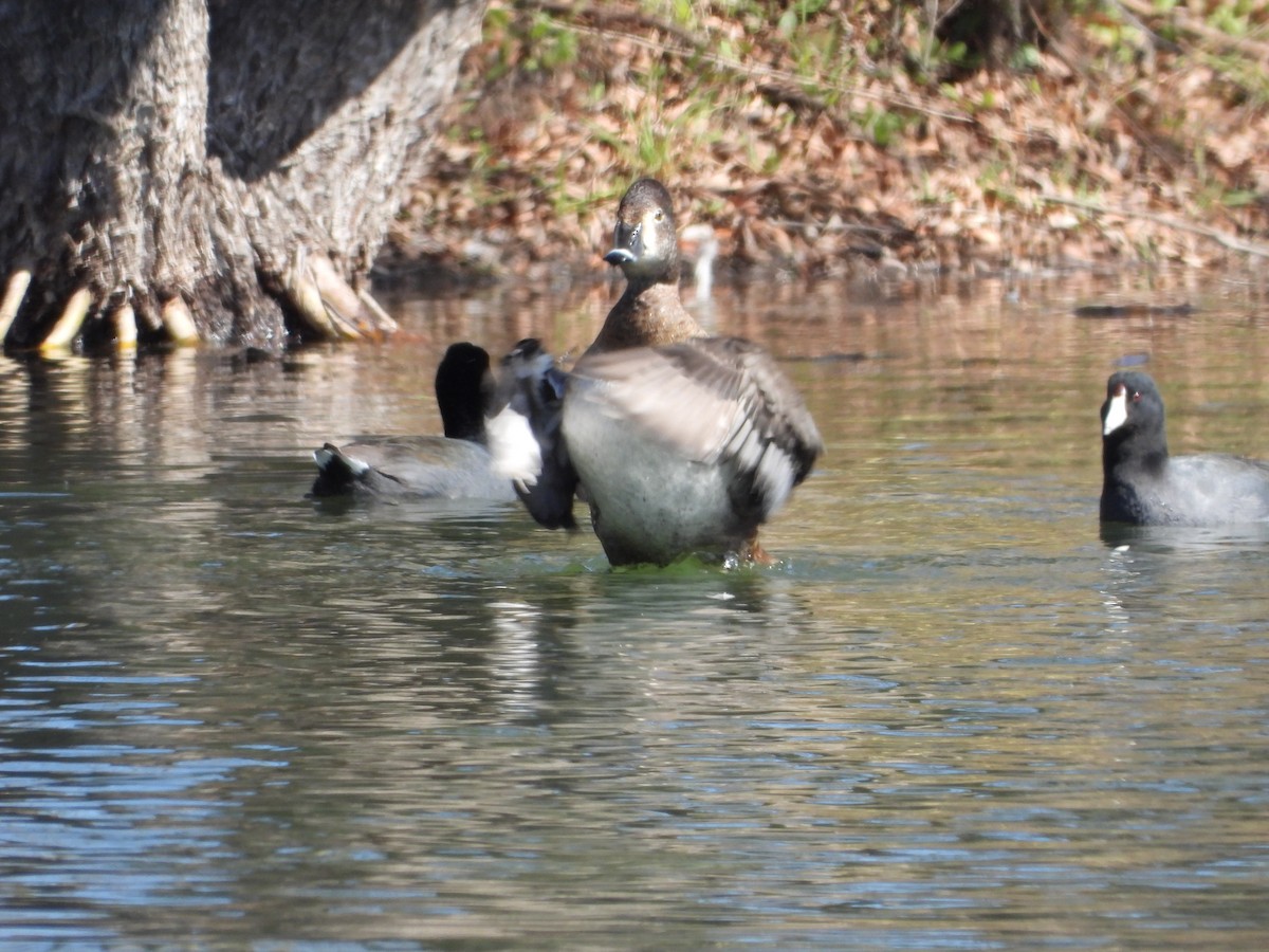 Ring-necked Duck - ML614207223