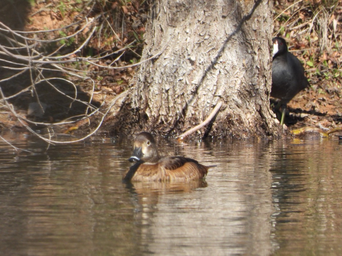 Ring-necked Duck - ML614207224