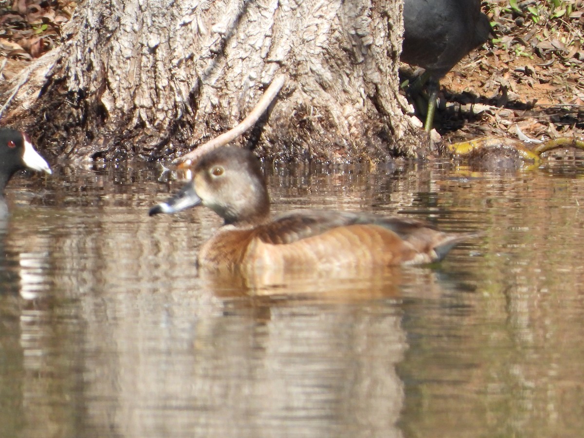 Ring-necked Duck - ML614207226