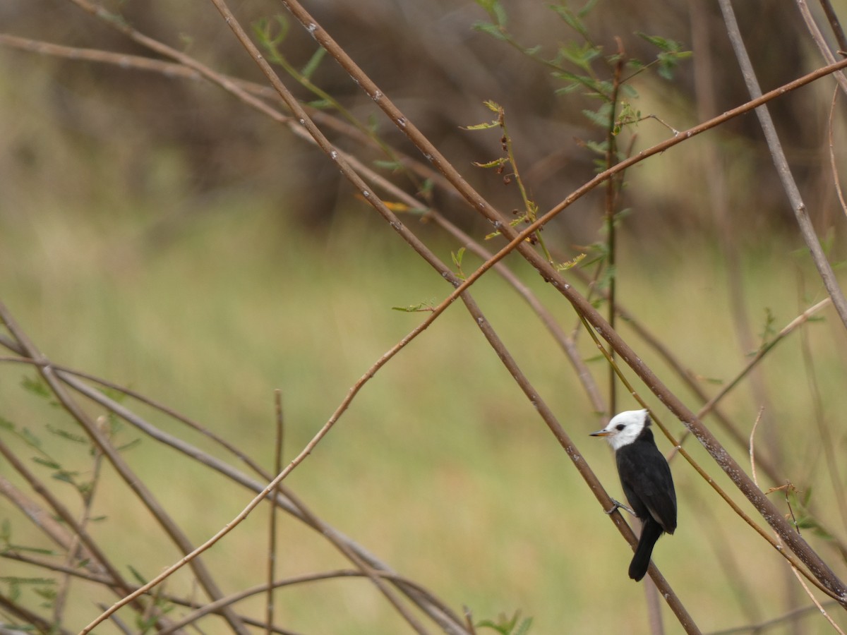 White-headed Marsh Tyrant - ML614207234