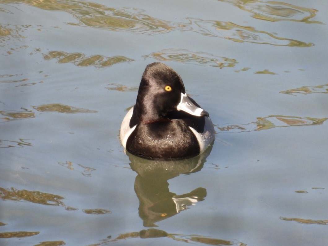 Ring-necked Duck - ML614207296