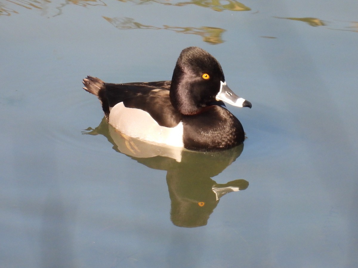 Ring-necked Duck - ML614207297