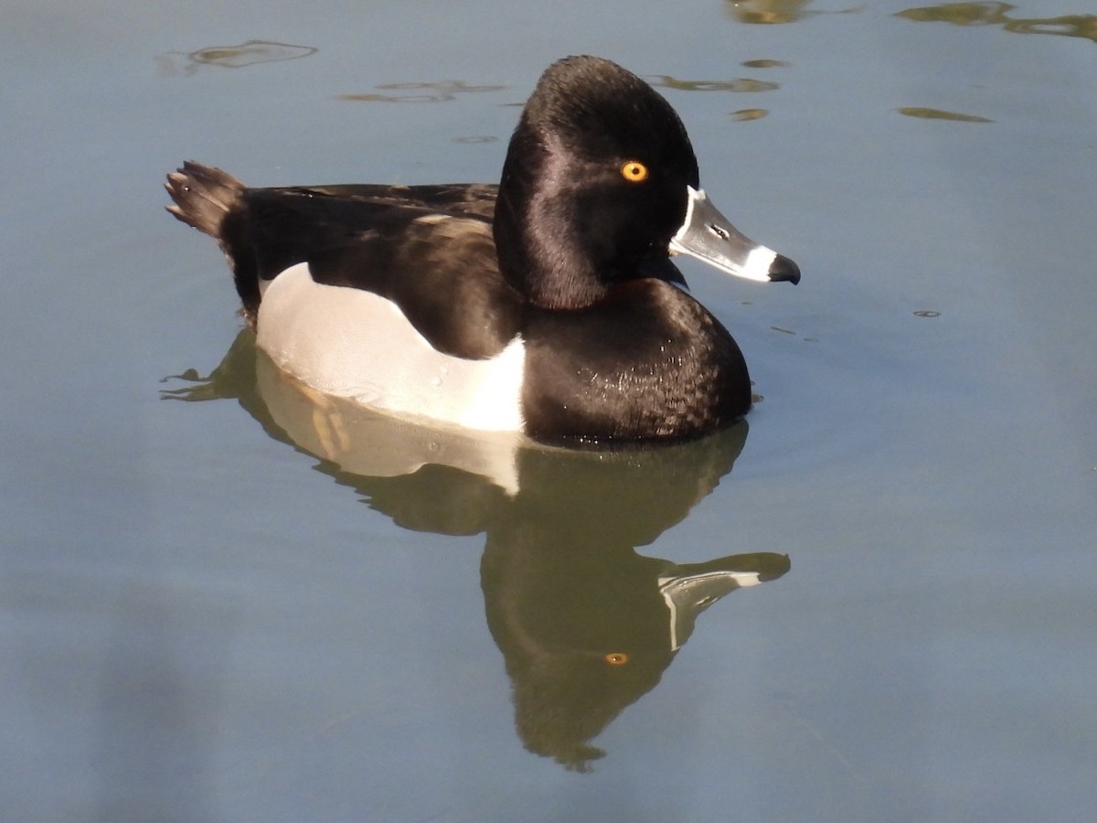 Ring-necked Duck - ML614207298