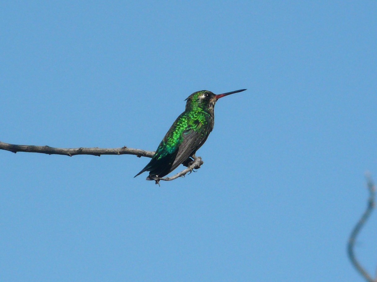 kolibřík lesklobřichý - ML614207327