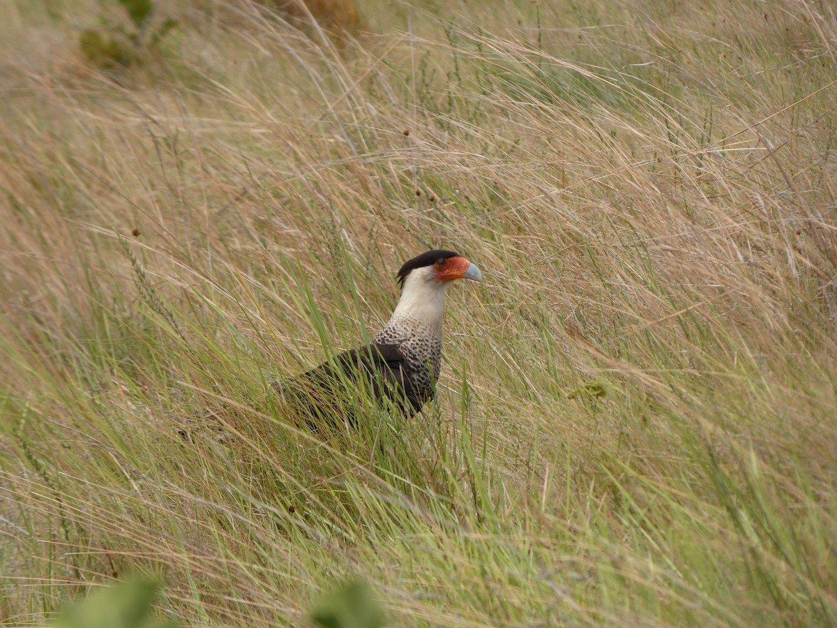 Caracara huppé - ML614207346