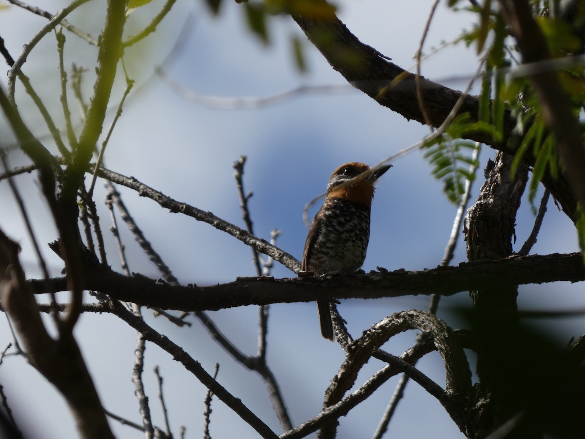 Spotted Puffbird - ML614207392