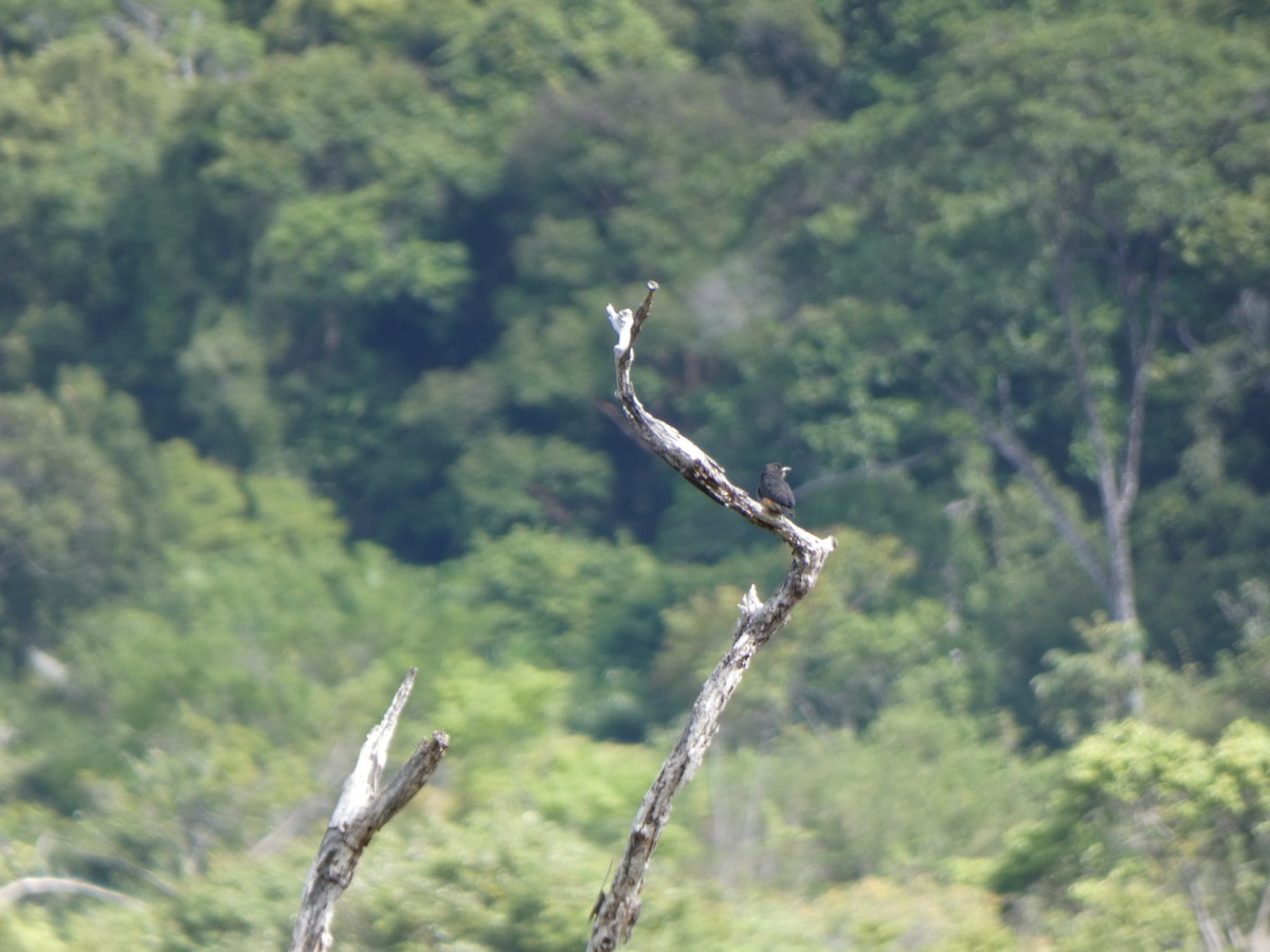 Swallow-winged Puffbird - ML614207394