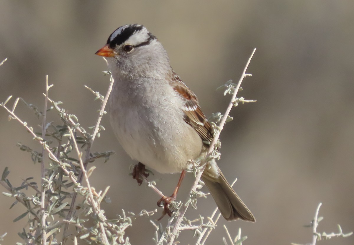 White-crowned Sparrow - Byron Greco