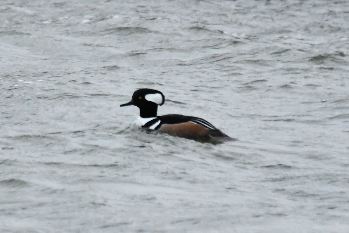 Hooded Merganser - ML614207434