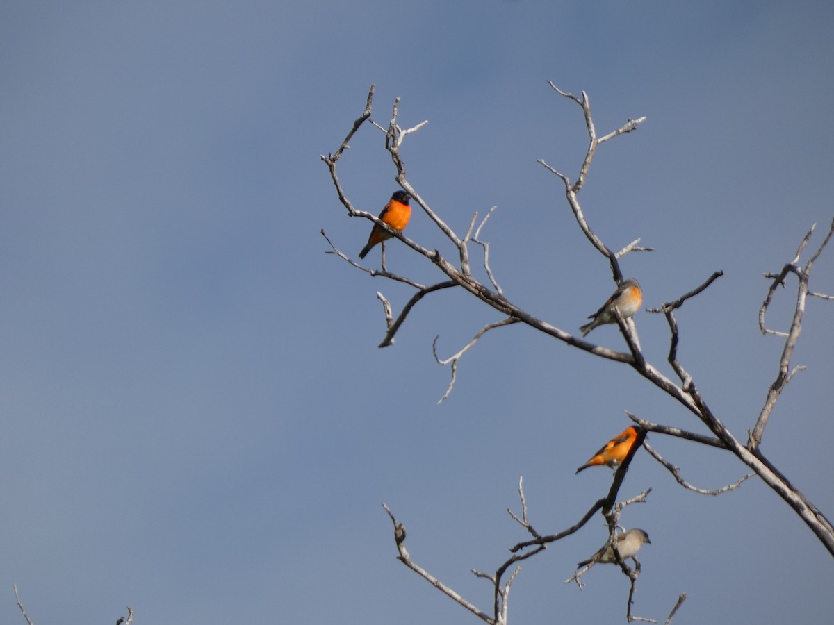 Red Siskin - ML614207440