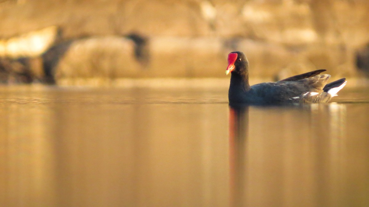 Common Gallinule - ML614207473