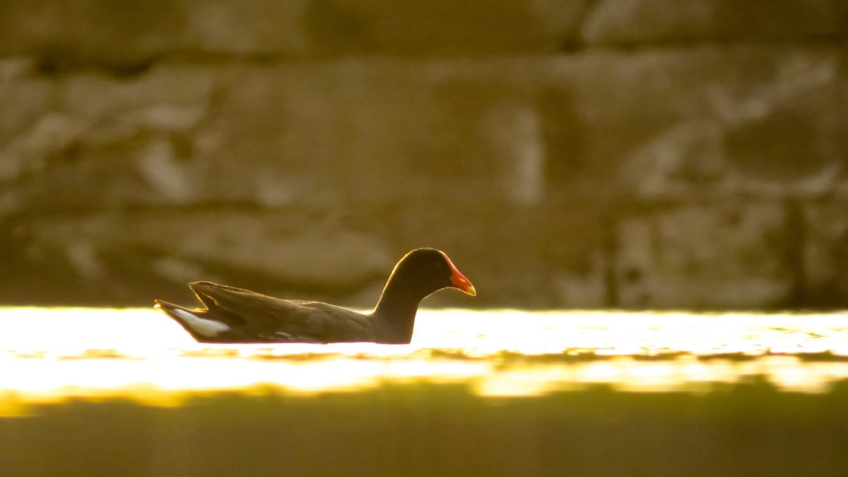 Common Gallinule - ML614207474