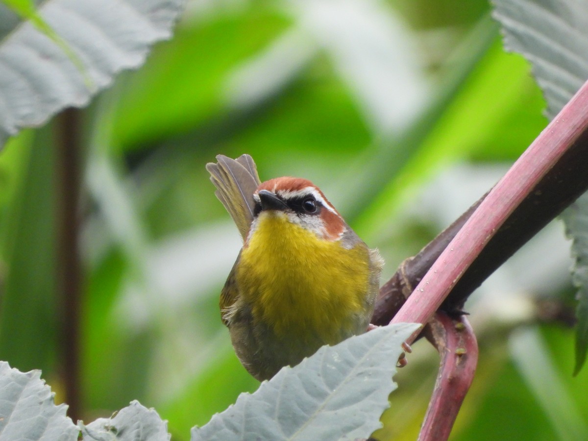 Rufous-capped Warbler - ML614207476