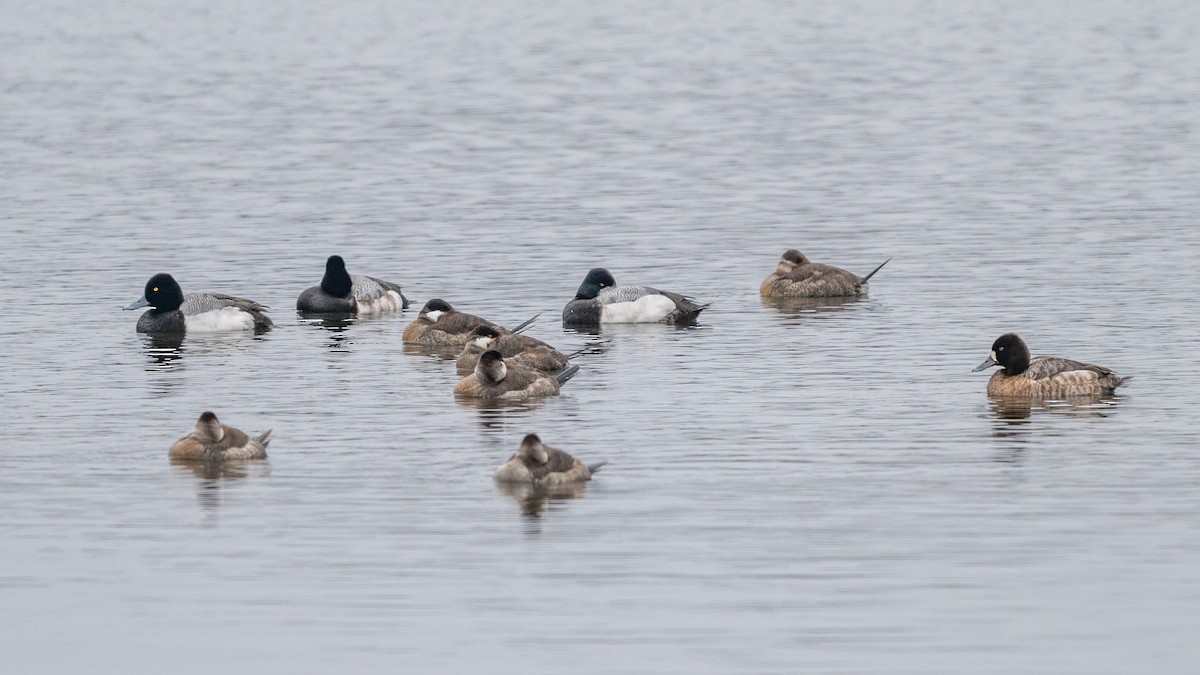 Lesser Scaup - Tom Hudson