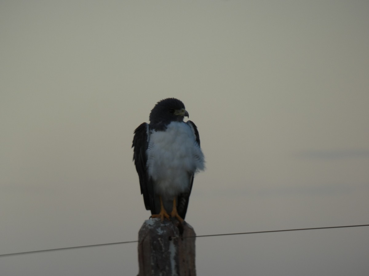 White-tailed Hawk - ML614207502